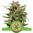 White Widow Auto - RQS